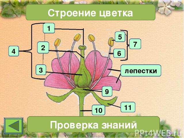 1 4 2 3 Строение цветка 7 Проверка знаний 11 10 6 5 9 лепестки