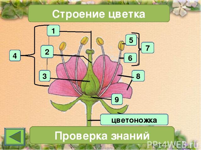 1 4 2 3 Строение цветка 7 Проверка знаний 11 цветоножка 6 5 8 9