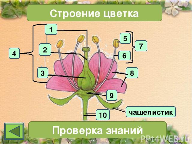 1 4 2 3 Строение цветка 7 Проверка знаний чашелистик 10 6 5 8 9