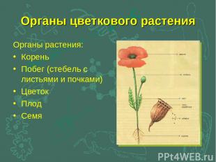 Органы цветкового растения Органы растения: Корень Побег (стебель с листьями и п
