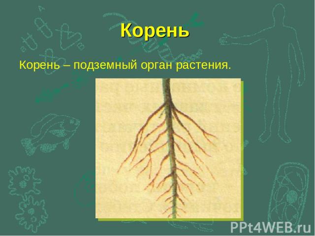 Корень Корень – подземный орган растения.