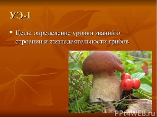 УЭ-1 Цель: определение уровня знаний о строении и жизнедеятельности грибов