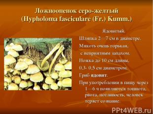 Ложноопенок серо-желтый (Hypholoma fasciculare (Fr.) Kumm.) Ядовитый. Шляпка 2—7