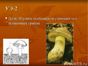 УЭ-2 Цель: Изучить особенности строения тел шляпочных грибов