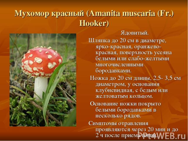 Мухомор красный (Amanita muscaria (Fr.) Hooker) Ядовитый. Шляпка до 20 см в диаметре, ярко-красная, оранжево-красная, поверхность усеяна белыми или слабо-желтыми многочисленными бородавками. Ножка до 20 см длины, 2,5- 3,5 см диаметром, у основания к…