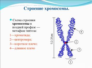 Строение хромосомы. Схема строения хромосомы в поздней профазе — метафазе митоза