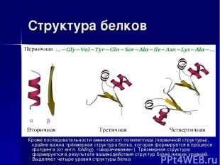 Структура белков Кроме последовательности аминокислот полипептида (первичной стр