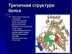 Третичная структура белка Пространственное строение полипептидной цепи взаимное