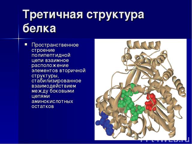 Третичная структура белка Пространственное строение полипептидной цепи взаимное расположение элементов вторичной структуры, стабилизированное взаимодействием между боковыми цепями аминокислотных остатков