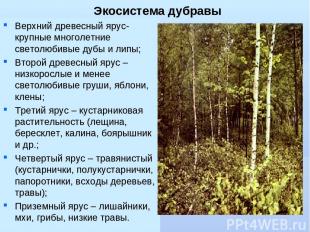 Экосистема дубравы Верхний древесный ярус- крупные многолетние светолюбивые дубы