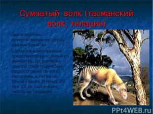 Cумчатый волк (тасманский волк, тилацин) Самое крупное млекопитающее из группы х