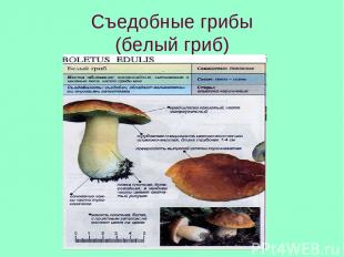 Съедобные грибы (белый гриб)