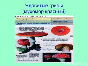 Ядовитые грибы (мухомор красный)