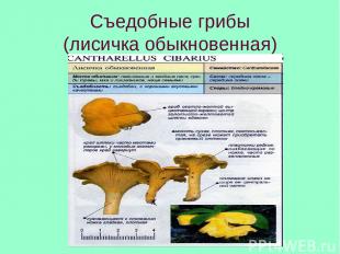 Съедобные грибы (лисичка обыкновенная)