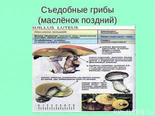 Съедобные грибы (маслёнок поздний)