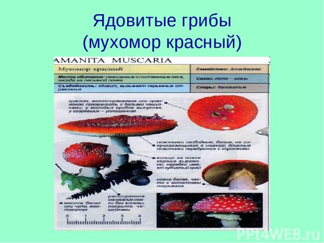 Ядовитые грибы (мухомор красный)