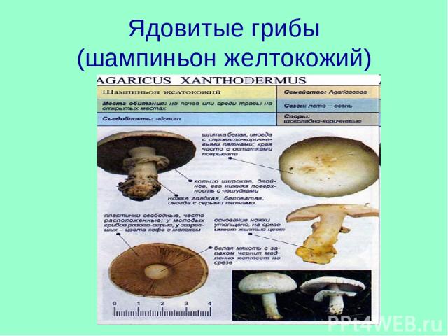Ядовитые грибы (шампиньон желтокожий)