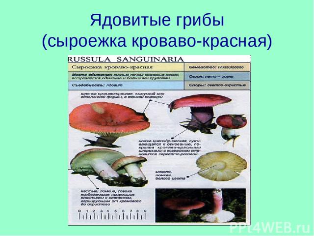 Ядовитые грибы (сыроежка кроваво-красная)