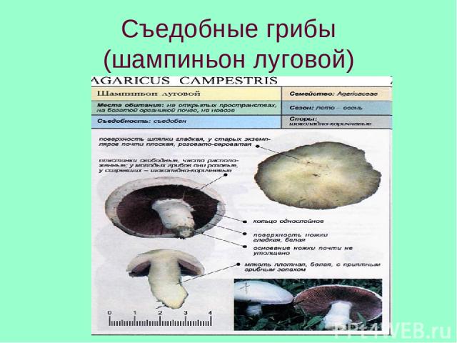 Съедобные грибы (шампиньон луговой)
