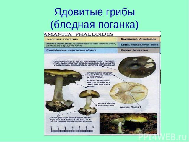 Ядовитые грибы (бледная поганка)