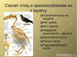 Скелет птиц и приспособление их к полёту Огромный киль на грудине Нет зубов Нет