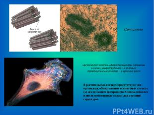 Центриоли Цитоскелет клетки. Микрофиламенты окрашены в синий, микротрубочки – в
