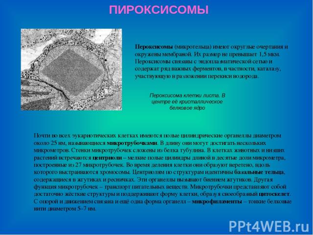 ПИРОКСИСОМЫ Пероксисома клетки листа. В центре её кристаллическое белковое ядро Пероксисомы (микротельца) имеют округлые очертания и окружены мембраной. Их размер не превышает 1,5 мкм. Пероксисомы связаны с эндоплазматической сетью и содержат ряд ва…