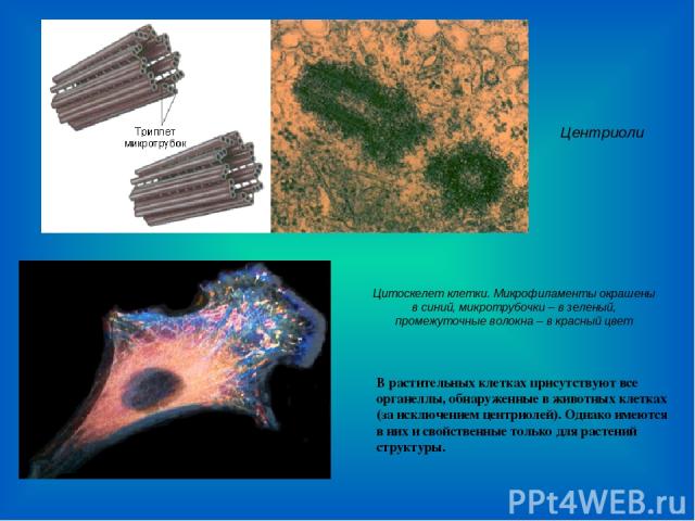 Центриоли Цитоскелет клетки. Микрофиламенты окрашены в синий, микротрубочки – в зеленый, промежуточные волокна – в красный цвет В растительных клетках присутствуют все органеллы, обнаруженные в животных клетках (за исключением центриолей). Однако им…
