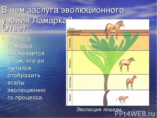 В чем заслуга эволюционного учения Ламарка? Ответ: Заслуга Ламарка заключается в том, что он пытался отобразить этапы эволюционного процесса. Эволюция лошади.