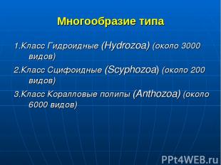 Многообразие типа 1.Класс Гидроидные (Hydrozoa) (около 3000 видов) 2.Класс Сцифо
