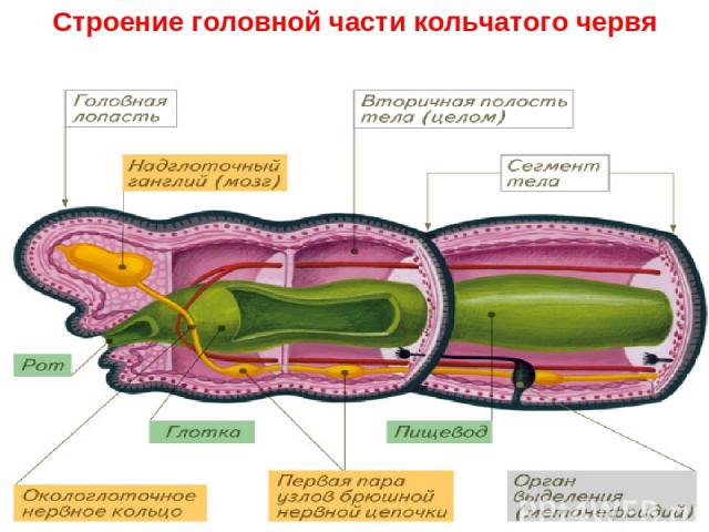 Строение головной части кольчатого червя