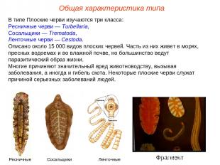 В типе Плоские черви изучаются три класса: Ресничные черви — Turbellaria, Сосаль