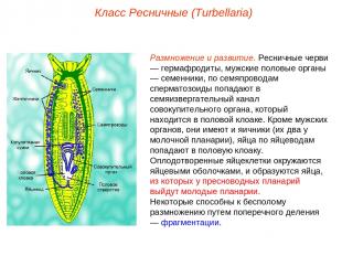 Размножение и развитие. Ресничные черви — гермафродиты, мужские половые органы —