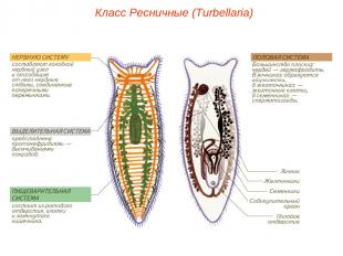 Класс Ресничные (Turbellaria)