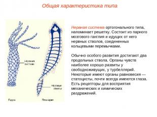 Нервная система ортогонального типа, напоминает решетку. Состоит из парного мозг