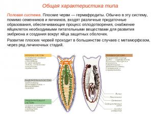 Половая система. Плоские черви — гермафродиты. Обычно в эту систему, помимо семе