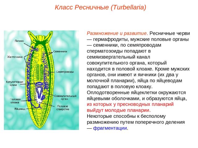 Размножение и развитие. Ресничные черви — гермафродиты, мужские половые органы — семенники, по семяпроводам сперматозоиды попадают в семяизвергательный канал совокупительного органа, который находится в половой клоаке. Кроме мужских органов, они име…