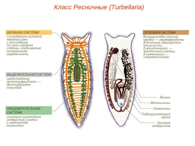 Класс Ресничные (Turbellaria)
