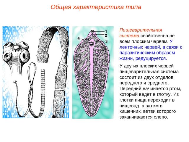 Пищеварительная система свойственна не всем плоским червям. У ленточных червей, в связи с паразитическим образом жизни, редуцируется. У других плоских червей пищеварительная система состоит из двух отделов: переднего и среднего. Передний начинается …