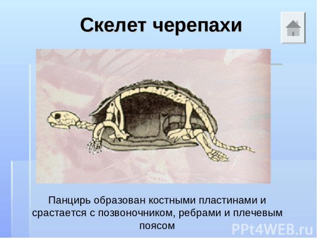 Скелет черепахи Панцирь образован костными пластинами и срастается с позвоночником, ребрами и плечевым поясом
