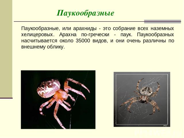 Паукообразные Паукообразные, или арахниды - это собрание всех наземных хелицеровых. Арахна по-гречески - паук. Паукообразных насчитывается около 35000 видов, и они очень различны по внешнему облику.