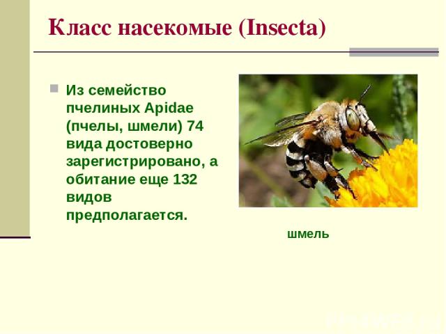 Класс насекомые (Insecta) Из семейство пчелиных Apidae (пчелы, шмели) 74 вида достоверно зарегистрировано, а обитание еще 132 видов предполагается. шмель