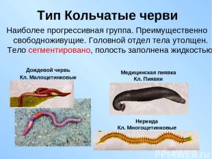 Тип Кольчатые черви Наиболее прогрессивная группа. Преимущественно свободноживущ