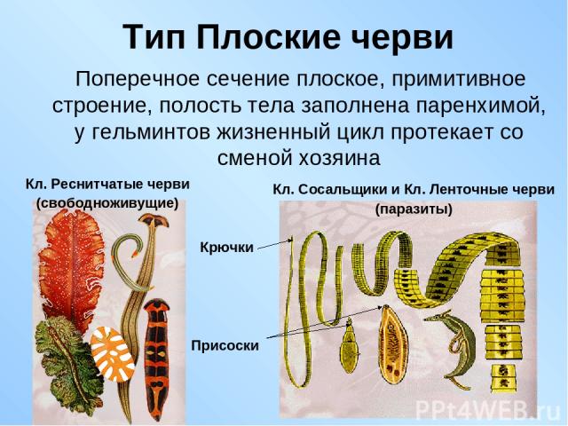 Тип Плоские черви Поперечное сечение плоское, примитивное строение, полость тела заполнена паренхимой, у гельминтов жизненный цикл протекает со сменой хозяина