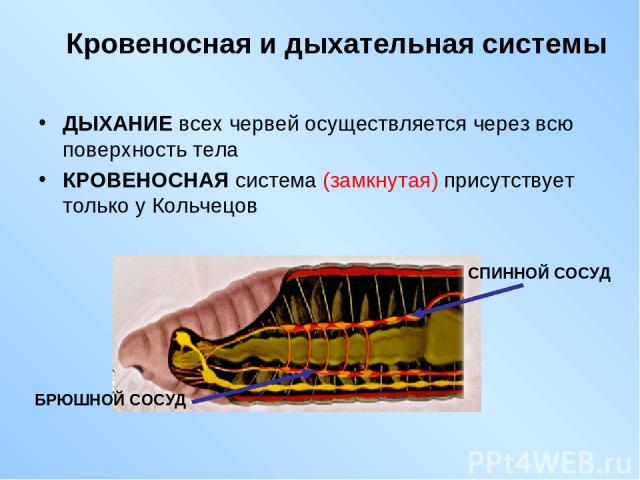 Кровеносная и дыхательная системы ДЫХАНИЕ всех червей осуществляется через всю поверхность тела КРОВЕНОСНАЯ система (замкнутая) присутствует только у Кольчецов