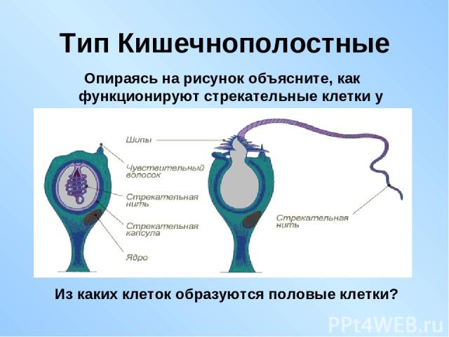 Тип Кишечнополостные Опираясь на рисунок объясните, как функционируют стрекательные клетки у кишечнополостных? Из каких клеток образуются половые клетки?