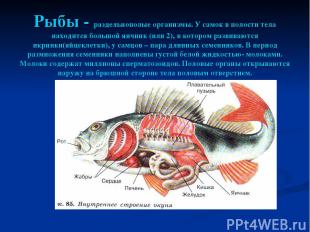 Рыбы - раздельнополые организмы. У самок в полости тела находится большой яичник
