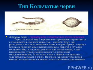 Тип Кольчатые черви Дождевые черви – гермафродиты с перекрёстным оплодотворением
