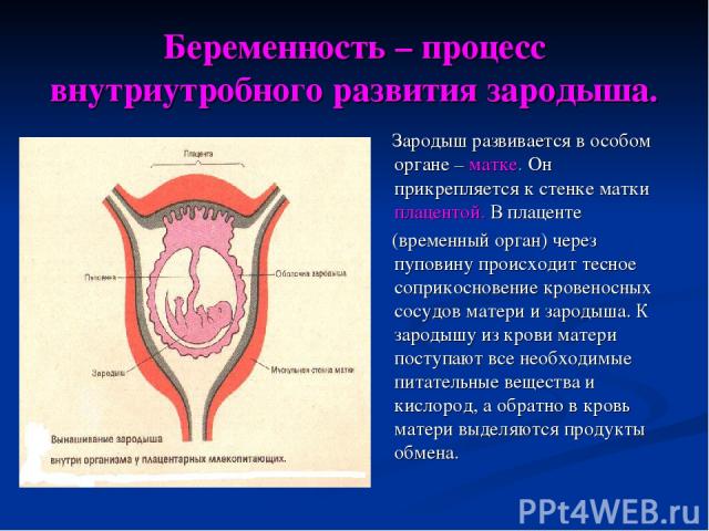 Беременность – процесс внутриутробного развития зародыша. Зародыш развивается в особом органе – матке. Он прикрепляется к стенке матки плацентой. В плаценте (временный орган) через пуповину происходит тесное соприкосновение кровеносных сосудов матер…