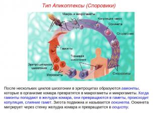 После нескольких циклов шизогонии в эритроцитах образуются гамонты, которые в ор